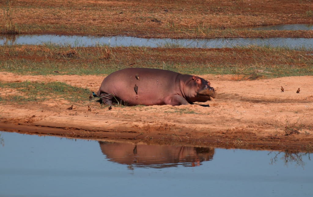Kajumbura Lookout - Wildlife Views in Akagera
