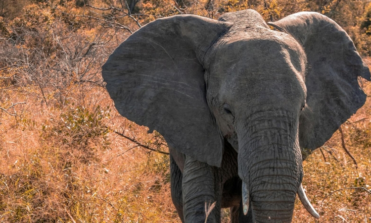 Kajumbura Lookout - Wildlife Views in Akagera