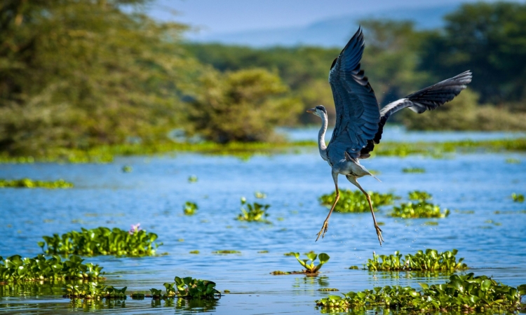 Lake Birengero - Explore Akagera's Bird-watching Haven