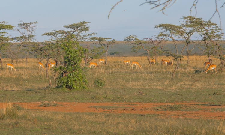 Mohana Plains - Akagera's Wildlife Destination