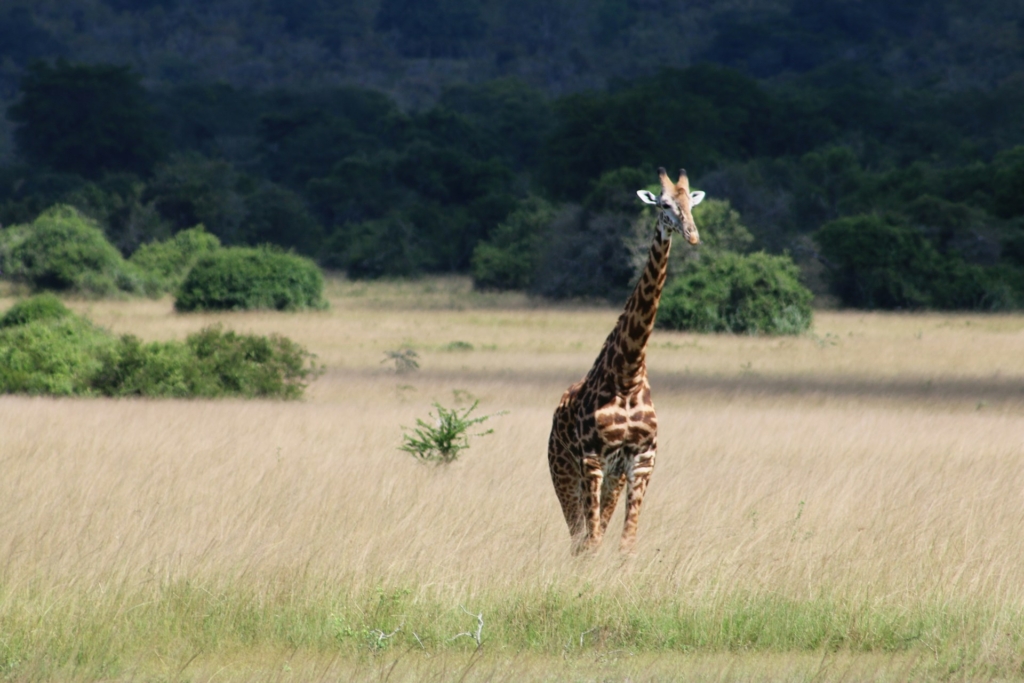 Celebrate New Year's Day with a Safari in Akagera National Park