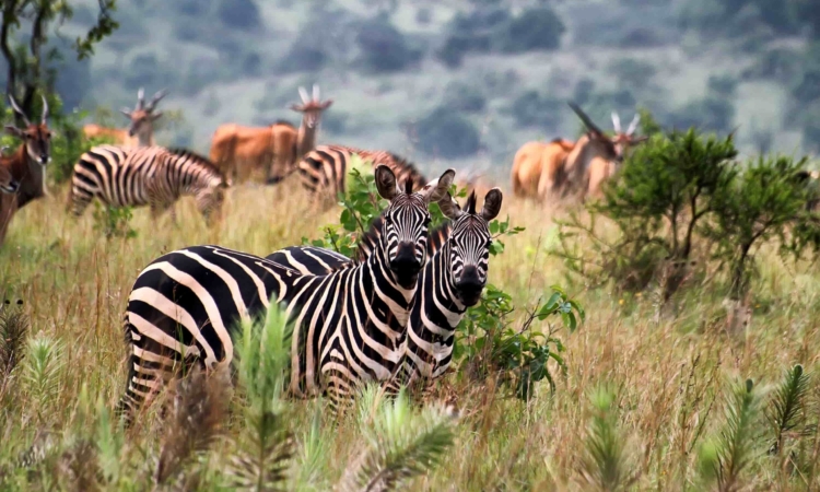 Kageyo Peninsula - Explore Akagera's Unique Resettlement Area