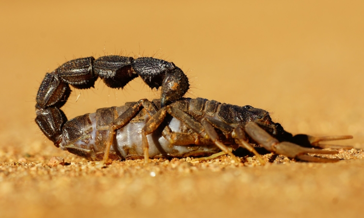 Scorpions in Akagera National Park - What You Need to Know