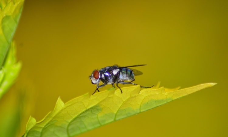 Tsetse Fly Control Measures in Akagera National Park, Rwanda