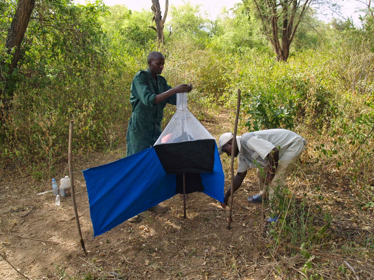 Tseste Fly Target Tsetse Fly Traps in Akagera National Park, Rwanda
