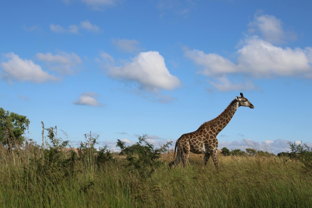 Visiting Akagera National Park in November - What to Expect