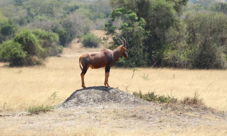 Wildlife Conservation Efforts in Akagera National Park, Rwanda