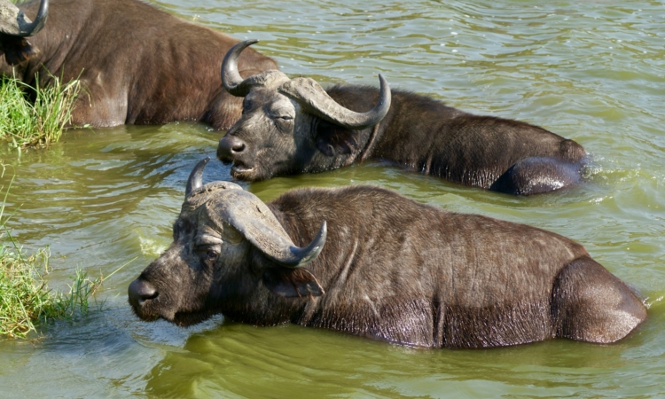 Akagera Safari Cost & Fees – Budget Guide for Park Visits