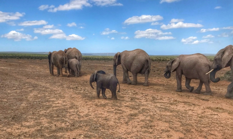 Top Game‑Viewing Tracks in Akagera National Park – Safari Routes Guide