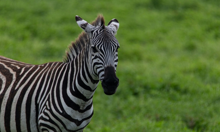 Why Visit Akagera National Park – Wildlife & Experience Highlights